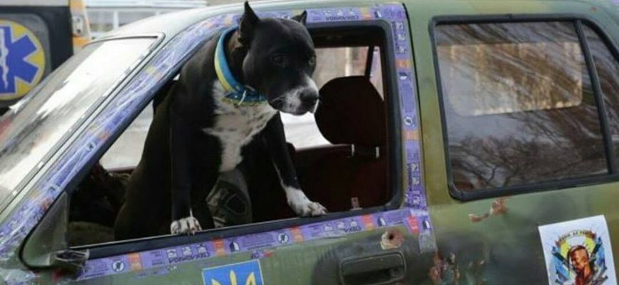 “100 км до Києва. Стоїмо на заправці, п’ємо каву. Підходить чоловік: – Хлопці, це ж ви машuнu на АТО женете?